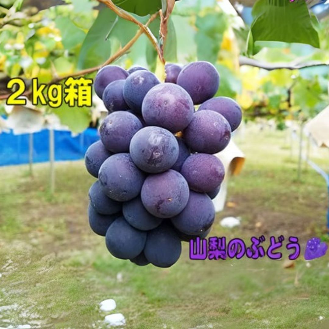 【ふるさと納税】【2025年8月下旬から発送】朝採り！タネなし ピオーネ 2kg箱　小沢農園[5839-1498]