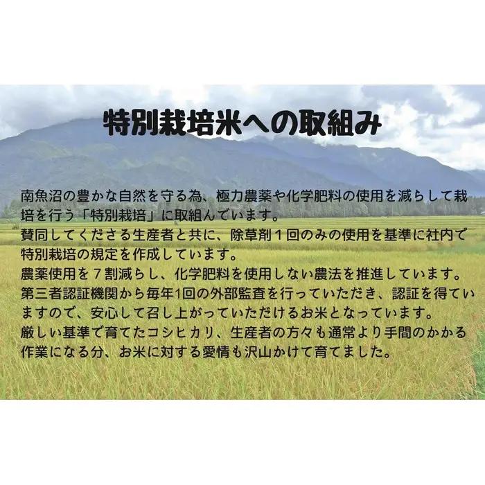 【令和7年度】【定期配送】南魚沼産コシヒカリ特別栽培米 白米 5kg 全12回 | コシヒカリ