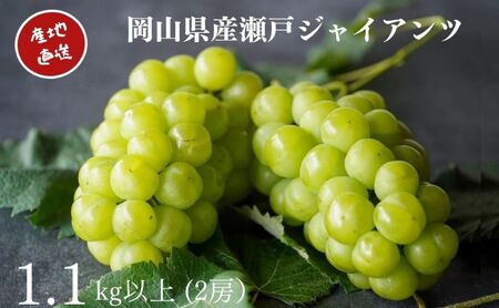 厳選 瀬戸ジャイアンツ 2房 合計1.1kg以上 産地直送 朝採れ ぶどう 葡萄 Kawahara Green Farm 岡山県産 2026年 先行予約