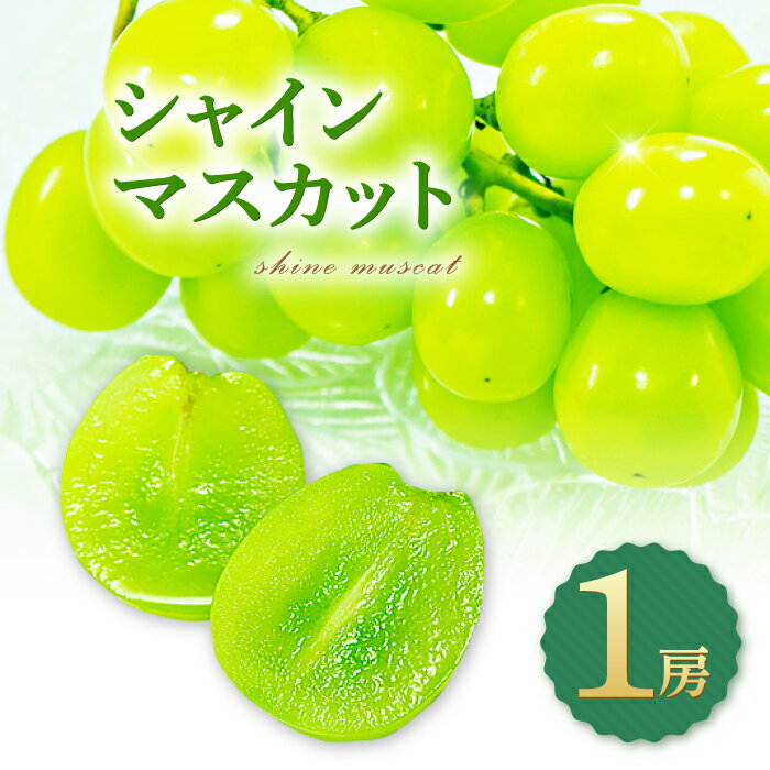 【ふるさと納税】 シャインマスカット 1房 種無し 皮ごと食べられる 果物 フルーツ ぶどう ブドウ マスカット 甘い 大粒 大きい シャーベット 先行予約 季節限定 期間限定 冷蔵 特産品 お取り寄せ グルメ