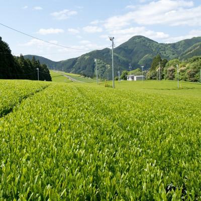 ふるさと納税 静岡市 静岡市産　本山茶ティーバッグ　15個入り×3袋(合計45ティーバッグ) |  | 02