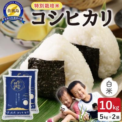ふるさと納税 佐渡市 【新米】令和8年産 佐渡島産コシヒカリ 白米10kg 特別栽培米【食の宝島佐渡】