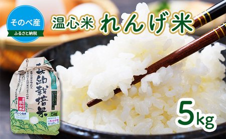 米 お米 コシヒカリ れんげ米 5kg ×1袋 温心米 お米