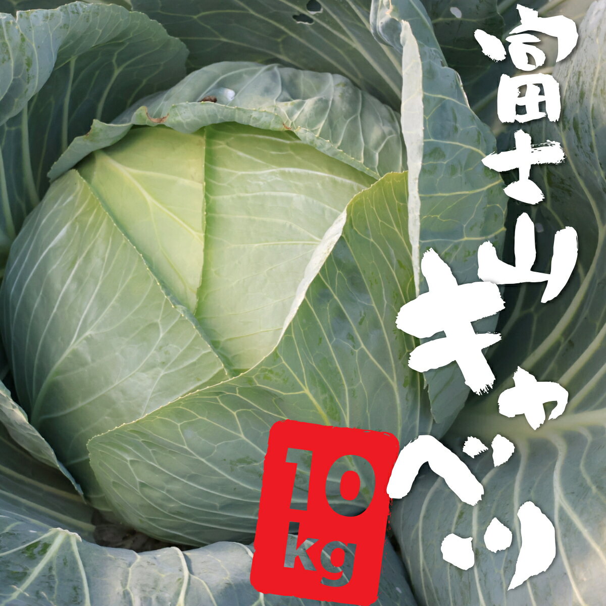 【ふるさと納税】【先行予約】富士山キャベツ　10kg
