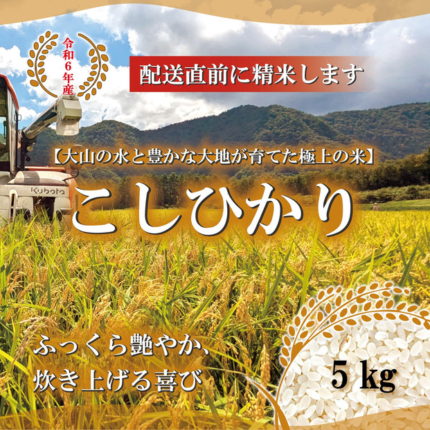 令和6年産こしひかり精米5kg 313726_CJ001