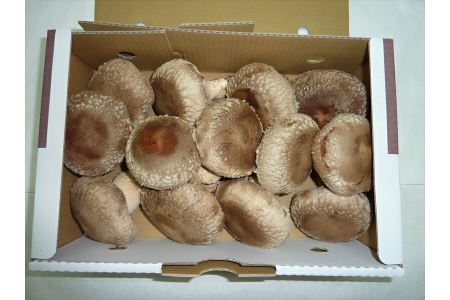 肉厚しいたけ“さくらてんけいこ家族(規格外)”１ｋｇ　≪シイタケ きのこ キノコ 野菜≫◇