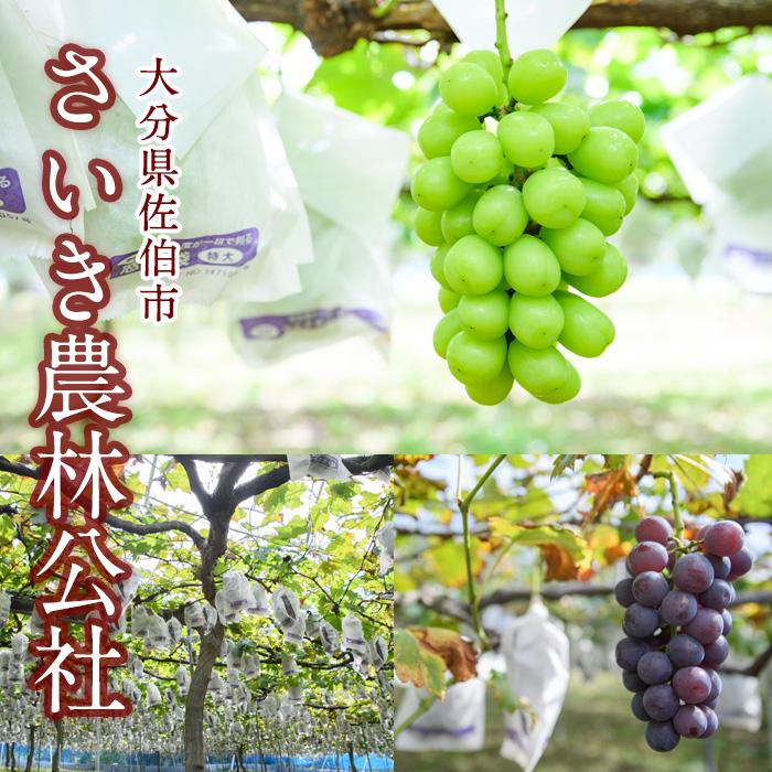 ＜先行予約受付中！2025年9月以降順次発送予定＞宇目葡萄 3種詰め合わせ＋シャインマスカット入り(合計2.5kg・4〜5房) ピオーネ 安芸クイーン ハニービーナス ぶどう 種なし 大分県 佐伯市【