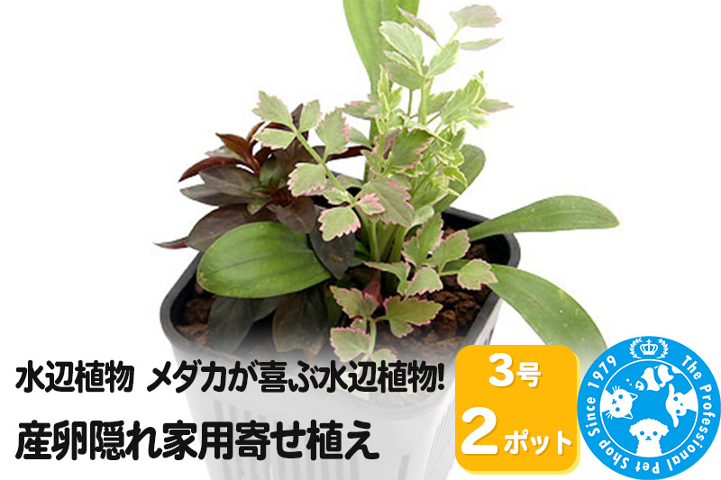 
水辺植物 メダカが喜ぶ水辺植物!産卵隠れ家用寄せ植え 3号( 2ポット
