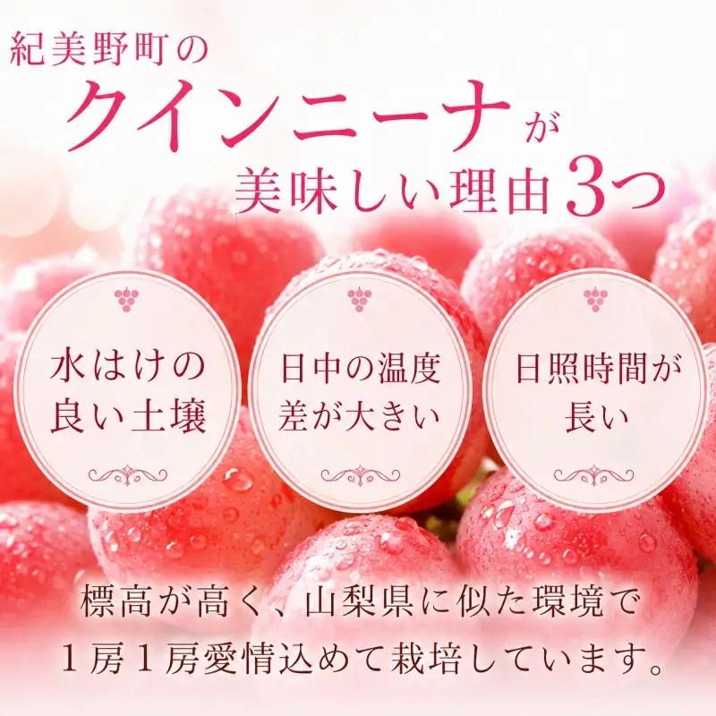 クインニーナ 約500g (1房～2房) 秀品 / ぶどう ギフト 贈答 旬 フルーツ 果物 和歌山 紀美野町産 ※2026年9月下旬～10月上旬に順次発送【frt502-r-0d5】
