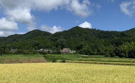 令和6年産 抜群の味と香り 丹波篠山産コシヒカリ5kg×1山椒醤油漬セット AD29