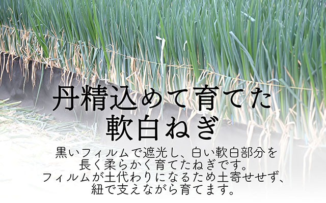 【11月より順次発送】庄内町産 工藤さんの軟白ねぎ Lサイズ30本 約4kg（入金期限：2026.2.20）