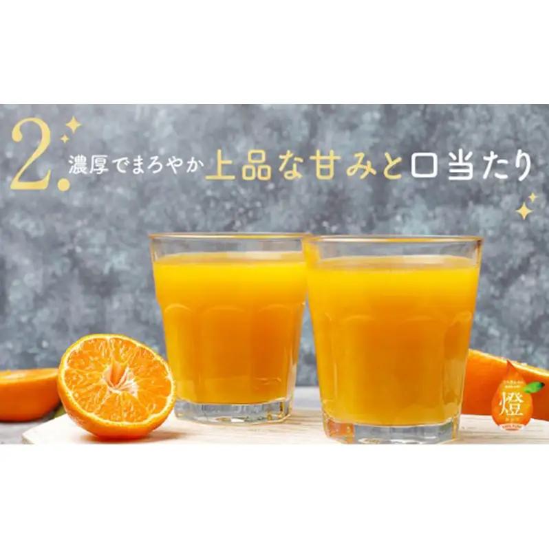 三ヶ日みかん生搾りジュース燈（あかり）【180ml×12本入】 みかん ジュース 濃厚 三ヶ日みかん青島 生搾り 100%ジュース 静岡 浜松市
