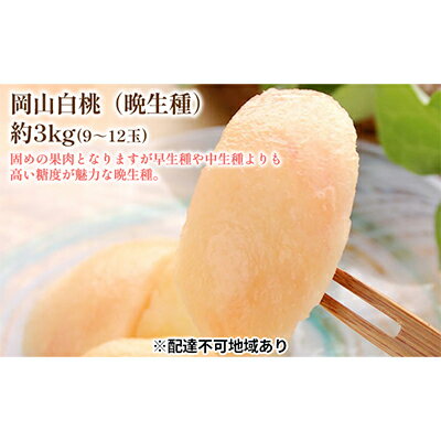 【ふるさと納税】固めの 桃 2026年 先行予約 白桃 晩生種 3kg 9～12玉 もも モモ 岡山 国産 フルーツ 果物 ギフト 桃茂実苑　お届け：2026年8月下旬～2026年9月中旬