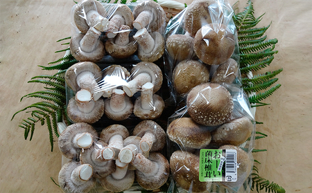 【2ヶ月連続】菌床による、生シイタケで「おーい菌床しいたけ」1kg×2ヶ月 野菜 きのこ 茸 キノコ 椎茸 