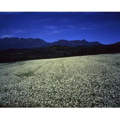 ふるさと納税 長野県 長野県　国産本十割そば200g×10 |  | 03