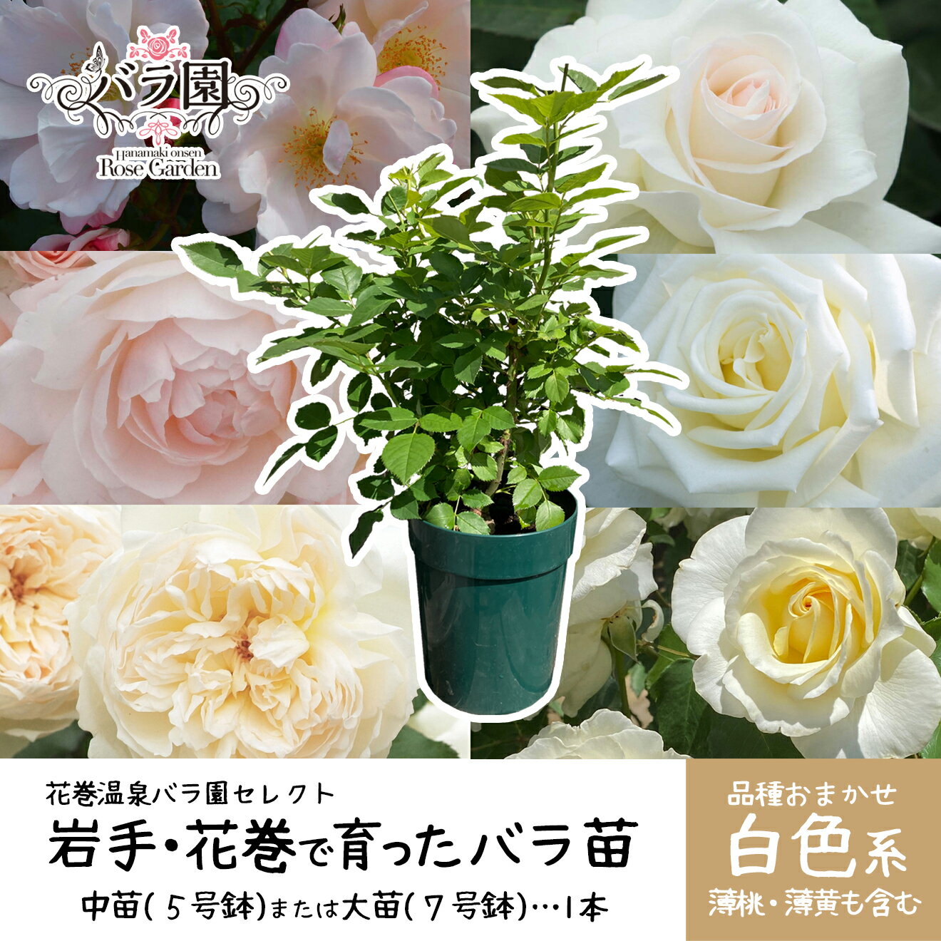 【ふるさと納税】色が選べる♪ 花巻温泉バラ園で育った ≪選べる苗！大苗（7号サイズ）or 中苗（5号サイズ）≫ -白- ＜2026年3月より発送＞ ふるさと納税 花
