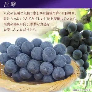 【先行受付】【2026年7月～8月発送予定】九州・福岡フルーツ王国八女から直送！巨峰［ぶどう］４パック（約1.2kg）＜配送不可：北海道・沖縄・離島＞ 巨峰 ブドウ フルーツ デザート 旬 果物 直送