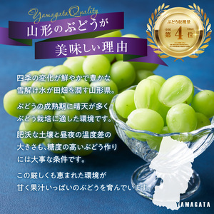 《先行受付》贈答規格シャインマスカット 約1.4kg（2房）【2025年9月中旬頃～発送予定】【山形ぶどう・大江町産・小林葡萄園】 024-003