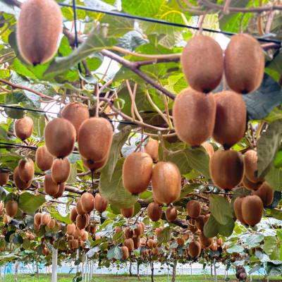 ふるさと納税 春日部市 【ヘイワード12玉】贈答用中箱 大晴農園のキウイフルーツ |  | 03