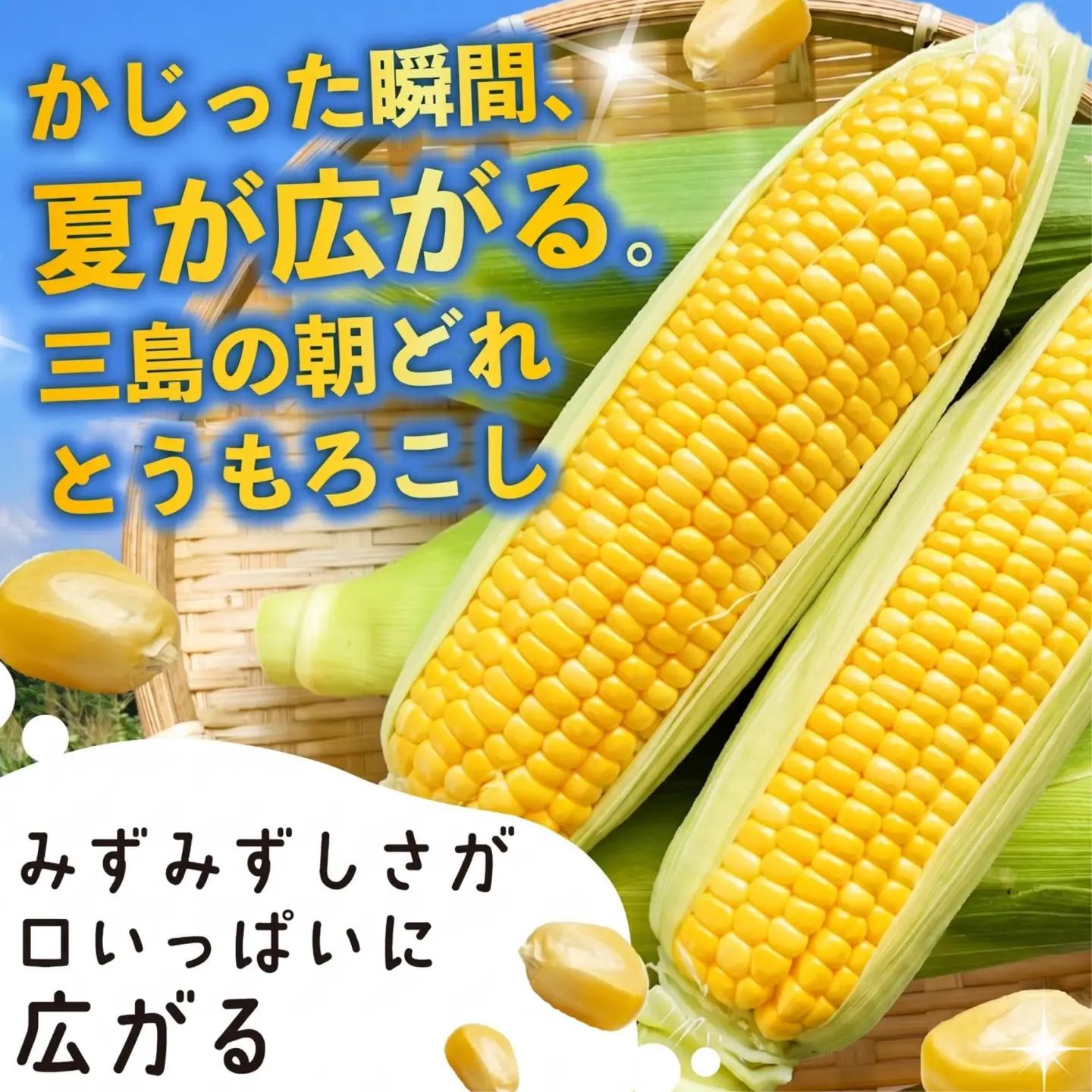 三島 とうもろこし ゴールドラッシュ 8本～10本 とうもろこし