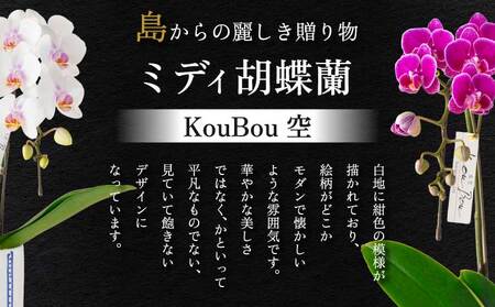 蘭 胡蝶蘭 熊本県産 ミディ胡蝶蘭 KouBou  空 2本立ち
