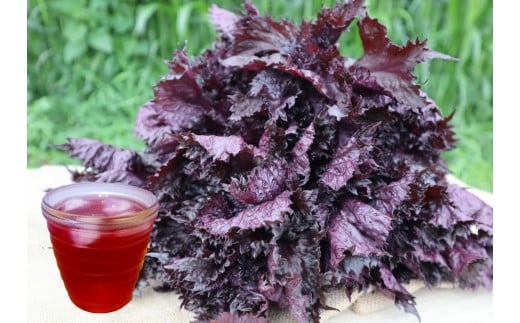 夏の暑さに負けるな！「天神赤しそ」（約1,000g）『from 名水の里 秦野』　　　とれたて 産地直送 農家 健康 ジュースに 紫蘇 栄養  006-29-1