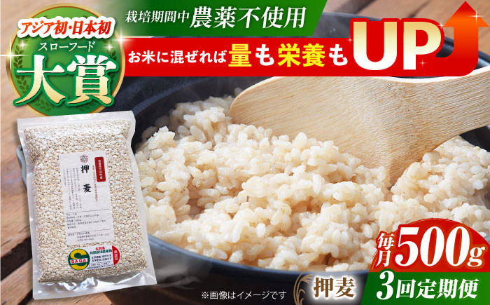 
            【全3回定期便】栽培期間中農薬不使用 押麦 500g ( 1等麦使用 ) 【葦農】[HAJ037] 麦 雑穀 雑穀米 麦ごはん 1等麦 特別栽培農産物 佐賀 食物繊維 500g ご飯 定期便
          