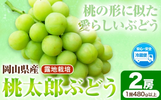 岡山県産桃太郎ぶどう 2房（480g以上）露地栽培 先行受付 《9月上旬‐10月下旬頃出荷》【配送不可地域あり】