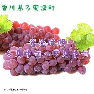 多度津町白方特産 デラウェアぶどう【令和7年7月上旬より発送!予約受付中】【B-20】