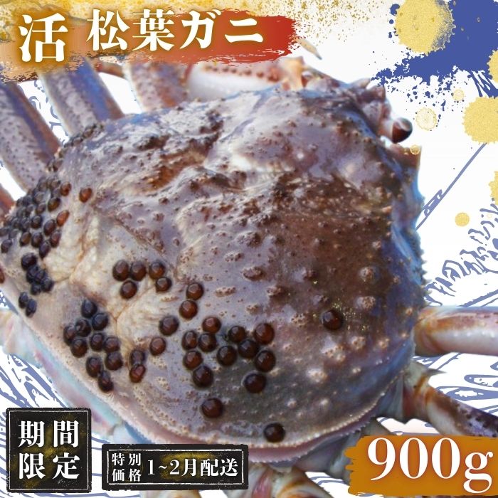 【ふるさと納税】【期間限定配送1～2月発送希望の方へ！】松葉ガニ900g〈活〉松葉ガニ マツバガニ タグ付き 松葉カニ 松葉蟹 浜茹で 海鮮 蟹味噌 かに味噌 冷蔵 蟹 かに 蟹 新鮮 水産 人気 おすすめ プレゼント 贈与 お祝い事 贈り物 贈答品 祝辞