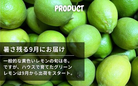 ハウスグリーンレモン 約3kg 9月発送 瀬戸内 広島 大崎上島 離島 柑橘 檸檬 レモン 果物 フルーツ 贈答用 ギフト 産地直送