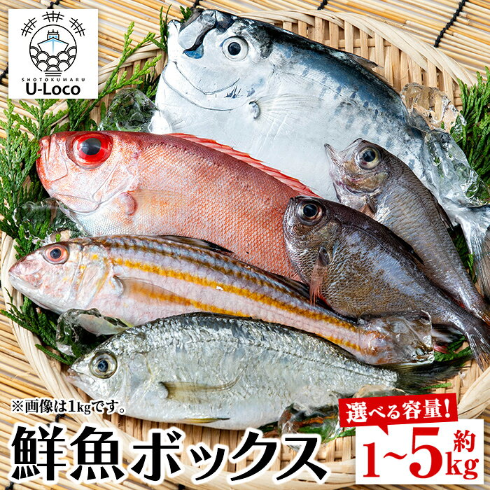 【ふるさと納税】＼高評価★4.44獲得！／ 漁師厳選！ロコフィッシュ(地魚) 下処理済 鮮魚 ボックス(約1〜5kg)【発泡スチロール包装 or エコ包装(段ボール)】 地魚 魚 1kg 2kg 3kg 4kg 5kg 冷蔵 新鮮 未利用魚 焼き魚 刺し身 刺身 鮮魚セット 鮮魚ボックス 鮮魚BOX 【昌徳丸】