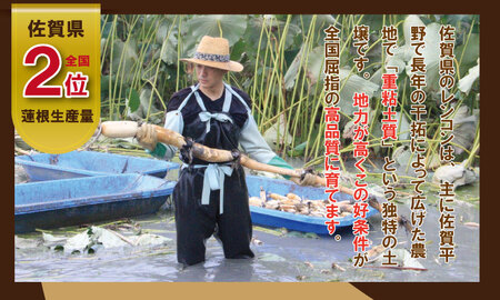 【先行予約】佐賀県産泥付きれんこん（2kg） れんこん 潮風F A070-029