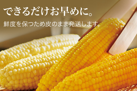 とうもろこし 12本 先行予約 とうもろこし