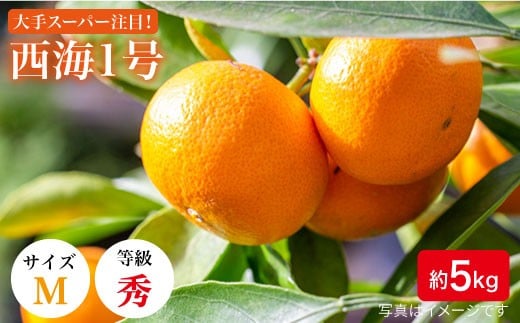 みかん 【11月上旬より順次発送/限定20箱】西海１号（温州みかん）約5kg（秀品/Mサイズ）＜西海柑橘農業協同組合＞ [CCF005] 長崎 西海 みかん ミカン 蜜柑 温州みかん 贈答 みかん みかん 5kg 年内配送 年内