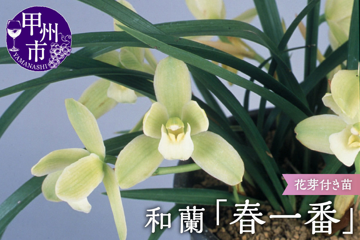 
            緑花大輪品種 和蘭 「春一番」 花芽～開花株 ４号陶器鉢付 B2-1111
          