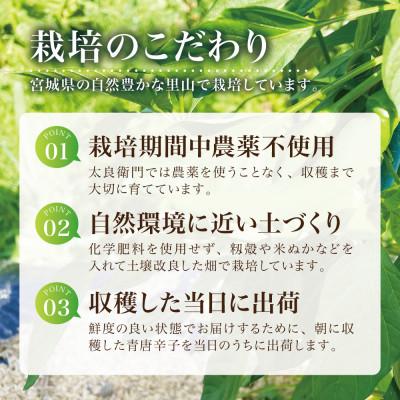 ふるさと納税 宮城県 【宮城県産】生青唐辛子 龍の尾 2kgセット(500g×4袋)激辛韓国品種 西根の森|太良衛門 |  | 03