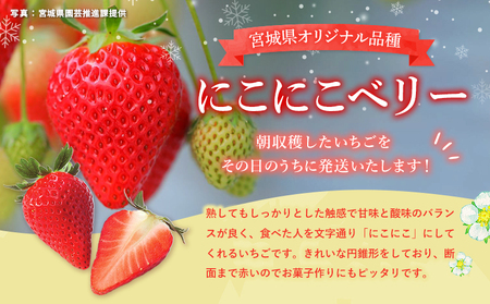 宮城県産いちご「にこにこベリー」　約500ｇ（250ｇ×2）【57001】
