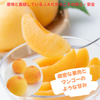ご家庭用　おかやまの黄金桃　大玉3玉　約900g【配送不可地域：離島】【1493884】