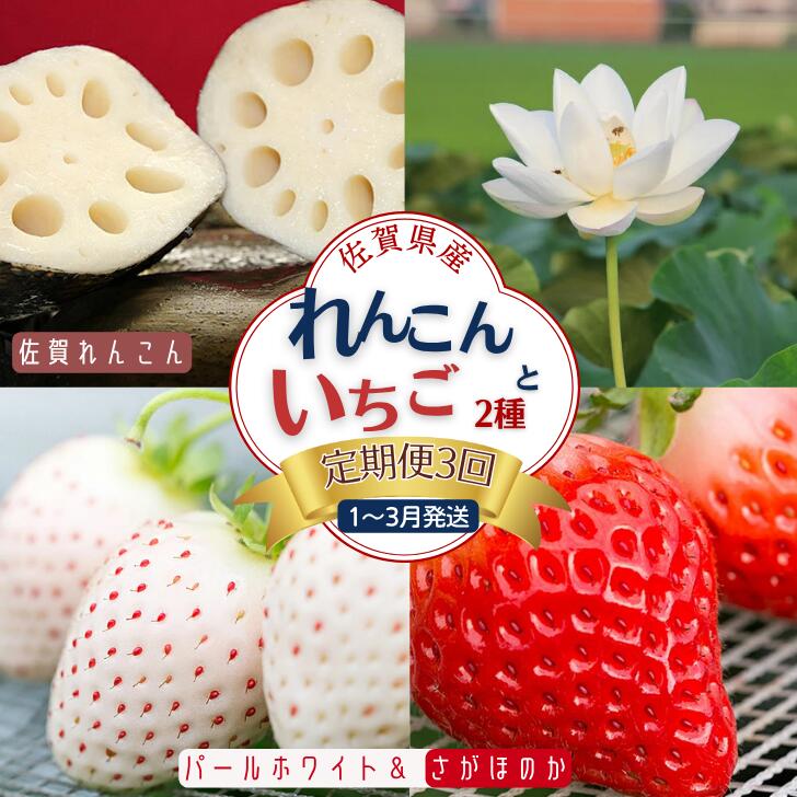【ふるさと納税】【定期便3回】先行受付！佐賀県産 れんこんといちご【2027年1～3月発送】：B445-007
