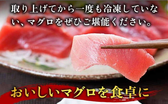 五島列島産 養殖 生本かみマグロ 赤身 中トロ 大トロ 計約500g / マグロ まぐろ 鮪 刺身 ブロック