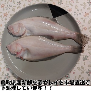 【24007】赤ガレイ簡単煮つけ６枚セット 鳥取県岩美町特産
