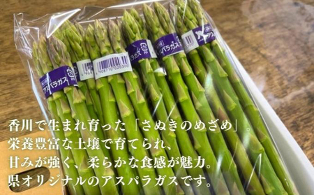 【6月上旬～9月上旬発送】 アスパラガス さぬきのめざめ 1.5kg  夏芽 香川県 丸亀市