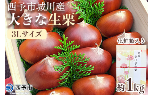 
                  【数量限定・締切9月15日】＜西予市城川産 大きな生栗 3Lサイズ 約1kg（化粧箱入り）＞ くり 特大 大粒 マロン 焼き栗 栗ご飯 モンブラン 特産品 メニークエスト 愛媛県 西予市【冷蔵】『9月20日以降～9月末頃迄に順次出荷予定』
                