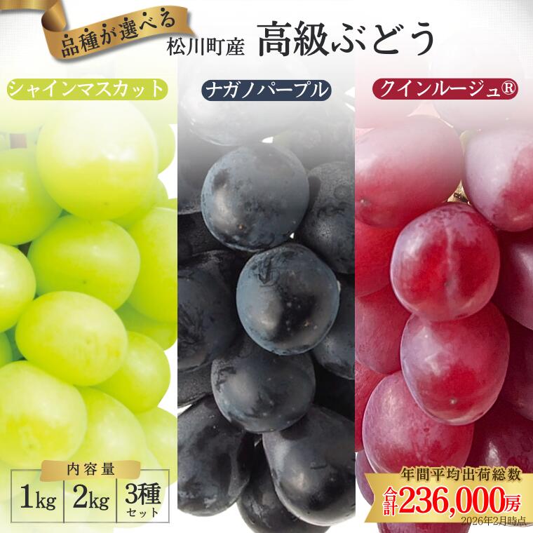 【ふるさと納税】 『糖度にこだわる！選べる3種ぶどう』各種(1kg,2kg)又は3種セット(1.5kg)／2026年9月中旬〜10月発送予定 //ふるさと納税 シャインマスカット クイーンルージュ ナガノパープル ぶどう ブドウ 葡萄 長野 人気 フルーツ 果物 プレゼント 甘い 高級 高糖度
