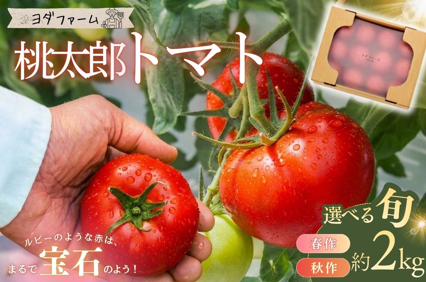 
                  【中央市共通返礼品】春作 ・ 秋作 トマト 桃太郎 約2kg ＜選べる発送時期＞ 期間限定 季節限定 野菜 やさい 新鮮 産地直送 人気 とまと 2キロ 栄養 ミネラル 贈答 プレゼント ギフト サラダ パスタ 山梨県 山梨 [5839-2346]
                