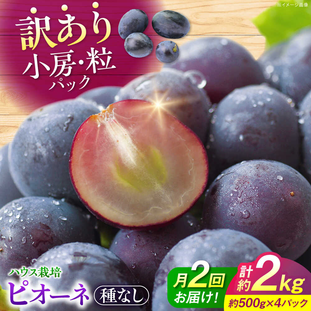 【ふるさと納税】【先行予約】【月2回お届け】【8月上旬から8月末に順次発送】【訳あり】ピオーネ 約1kg×2回 | ハウス栽培 ぶどう 果物 ピオーネ フルーツ 葡萄 ブドウ 甘い デザート ランキング おいしい 三次市/西田ぶどう園[APCM014]