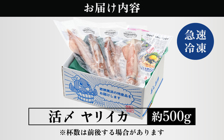 【先行予約】イカ お刺身で食べる 天然 ヤリイカ 約500g 【2025年2月中旬より順次発送予定】活きたイカをご提供している漁師が活〆！急速冷凍 鮮度格別！若狭湾 福井 地物 海鮮 個別包装 真空パ