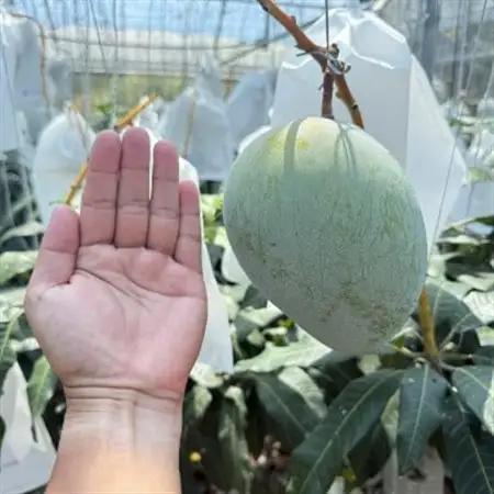 【2026年8月下旬から順次発送・贈答用】みなとばる農園の幻のキーツマンゴー1.5kg(2～3玉)【配送不可地域：離島】【1593000】