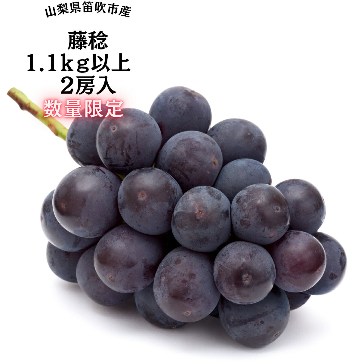 【ふるさと納税】【2026年発送★先行予約】『数量限定』一大産地笛吹市御坂町の藤稔1.1kg2房入 ふるさと納税 藤稔 笛吹市 国産 人気 期間限定 ぶどう ブドウ 葡萄 旬 果物 フルーツ 山梨県 送料無料 167-005
